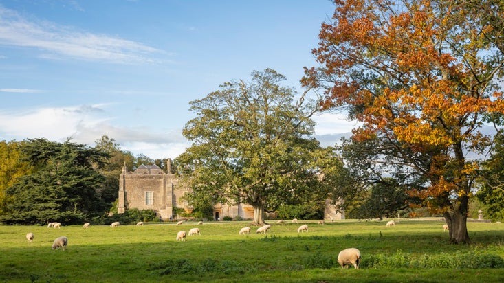 View across parkland, with sheep grazing and a tree with brown leaves, to the Abbey at Lacock